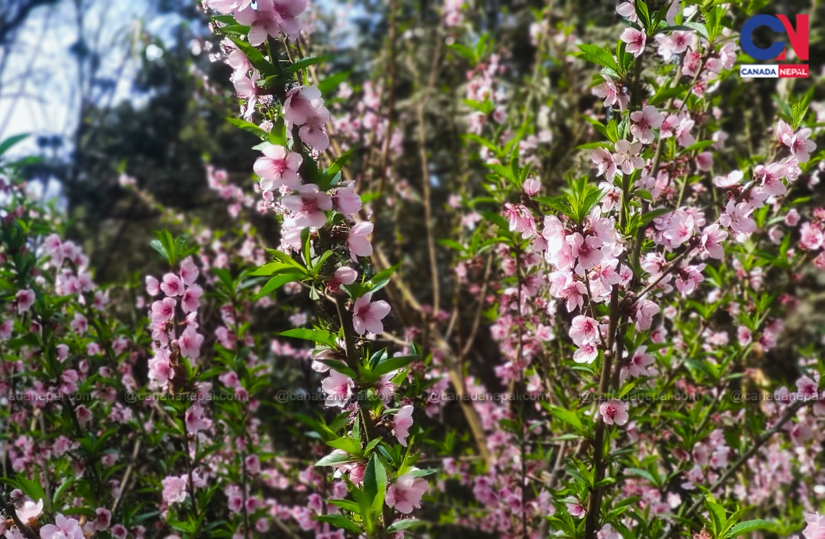 bhirkutimanda[ flowers31678027367.jpg